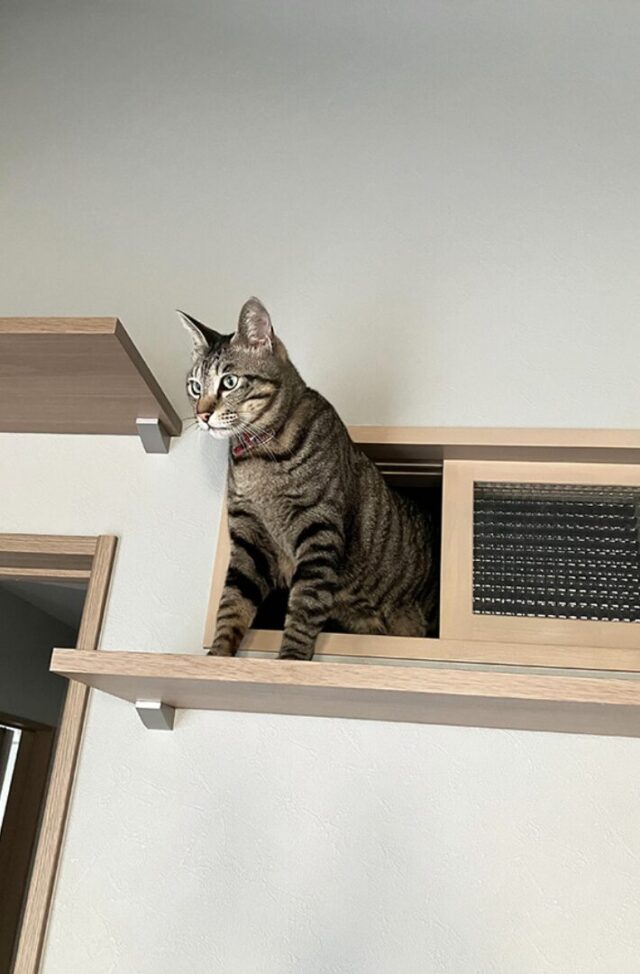 高い天井と機能美が調和する猫と暮らすコンパクトな平屋 - 向洋ハウジング - 猫専用小窓